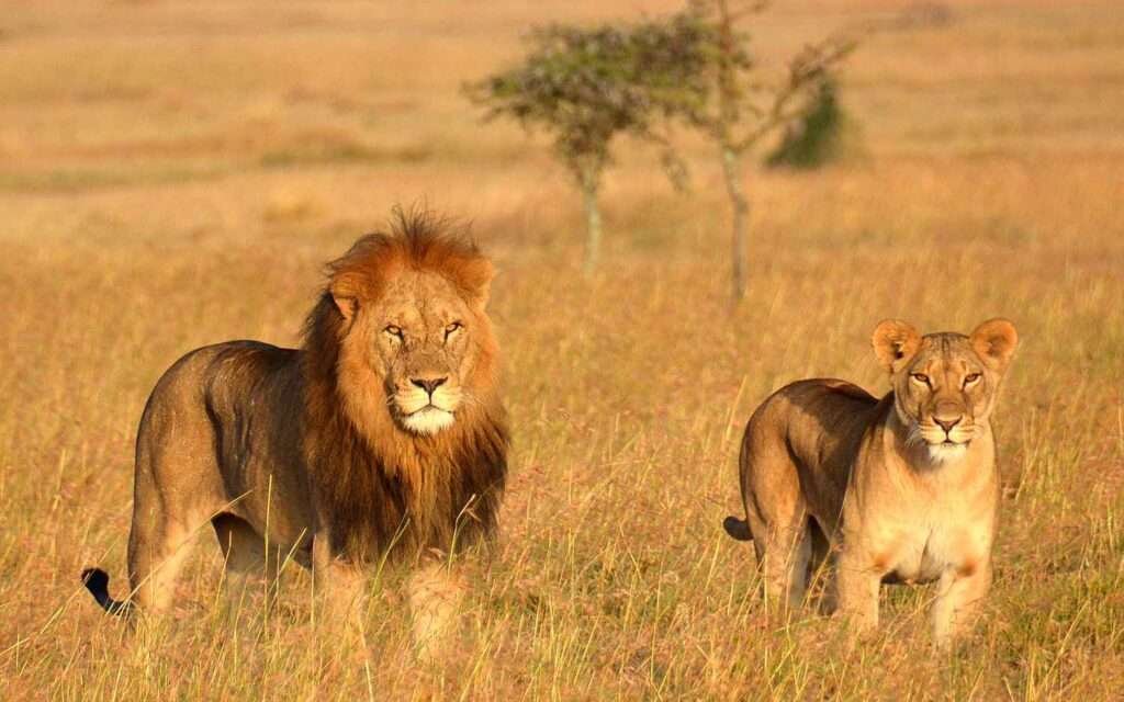 tanzania safari lions LIONKINGIRL0619 1dd3b8080e1d439dbb2ce522fa17c6df