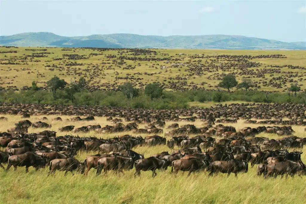 wildebeest migration
