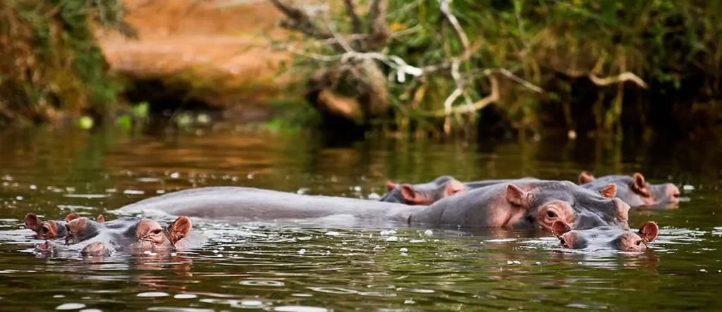 Lake Mburo National Park 2