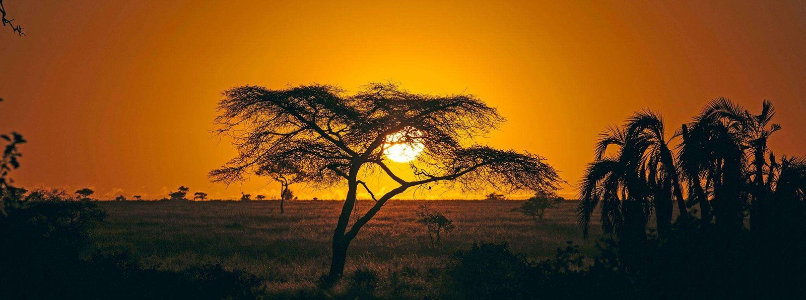 Exclusive Safari Experiences