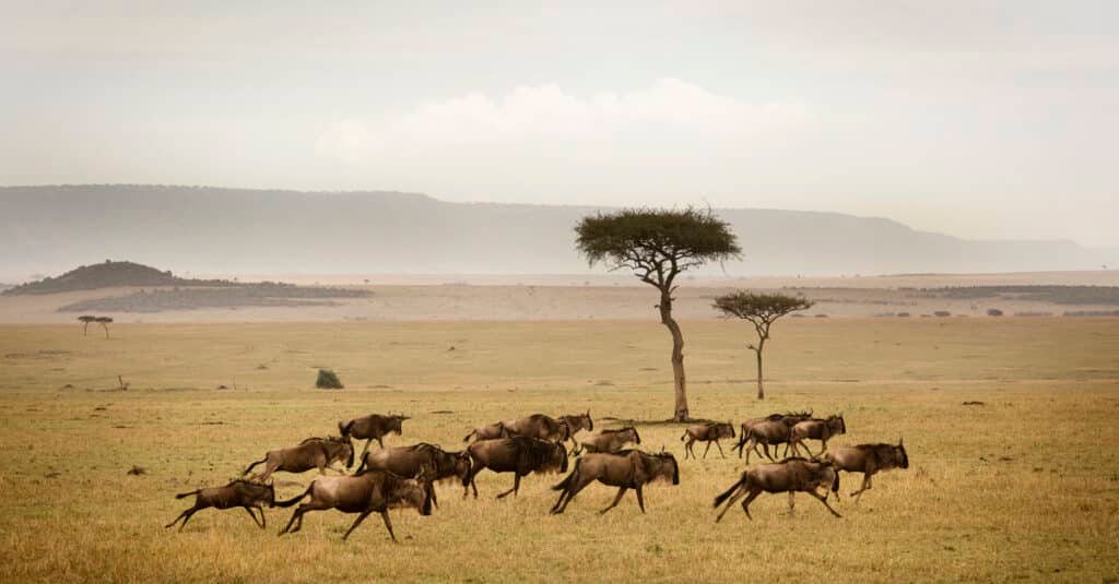 Best Time to Visit Serengeti (1)