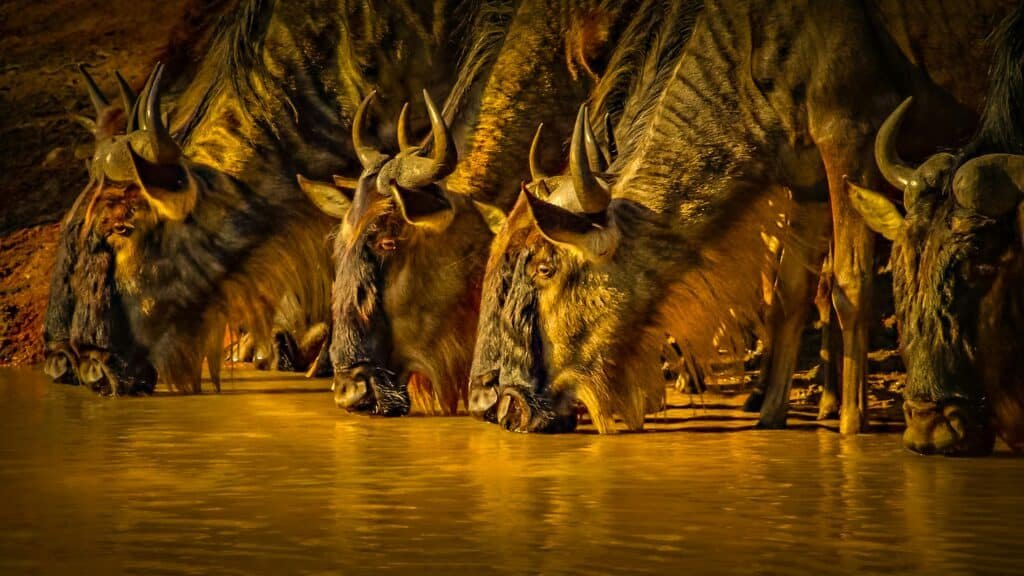 Wildebeest Drinking Water Wildebeest Drinking Water