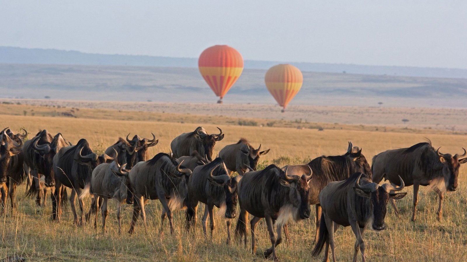 The Great Migration in June and July