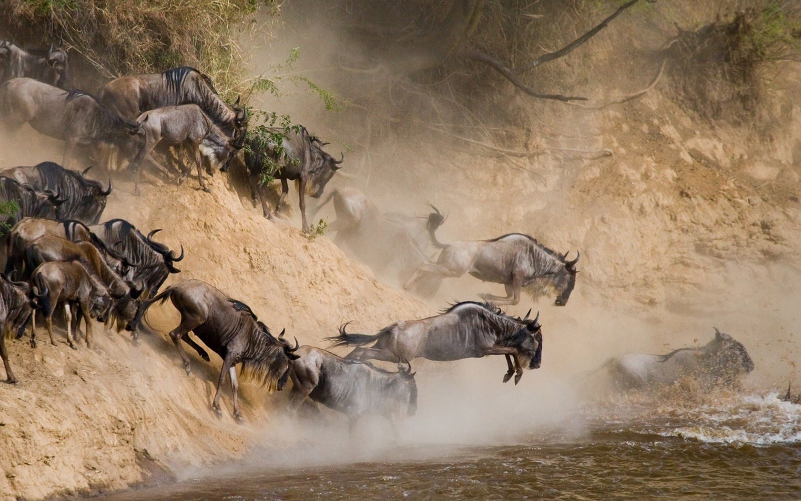 The Great Migration in November and December