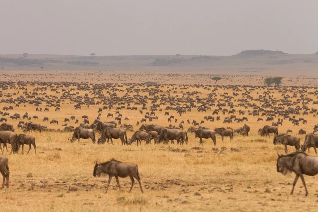 The great migration