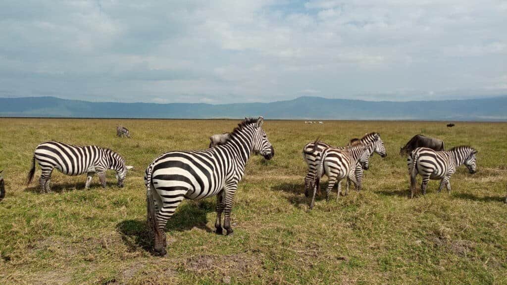 Zebra   Ngorongoro Crater