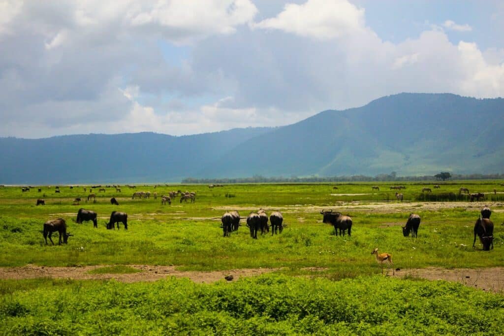 Honeymoon in the Wild Ngorongoro Crater