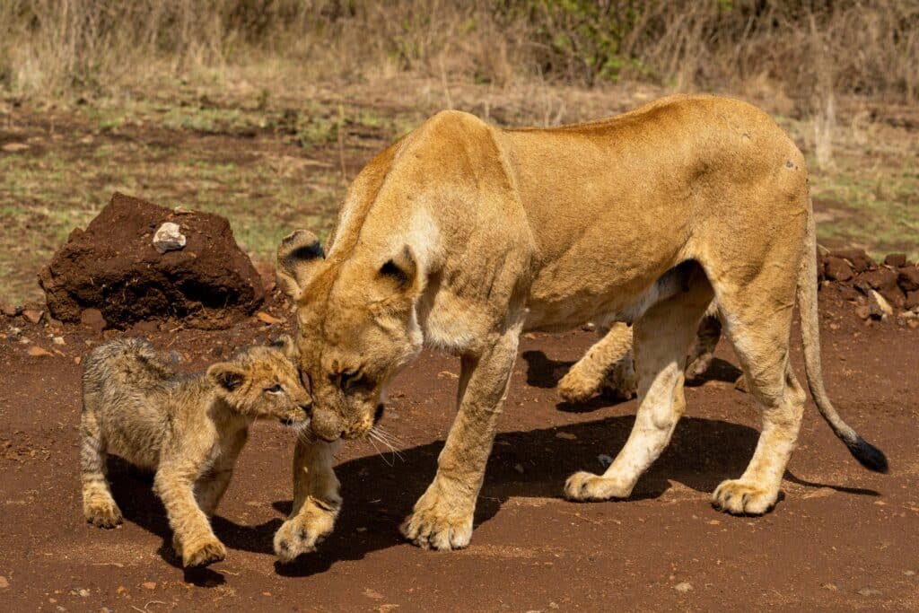 Luxury Kenya Big 5 & Zanzibar Beach