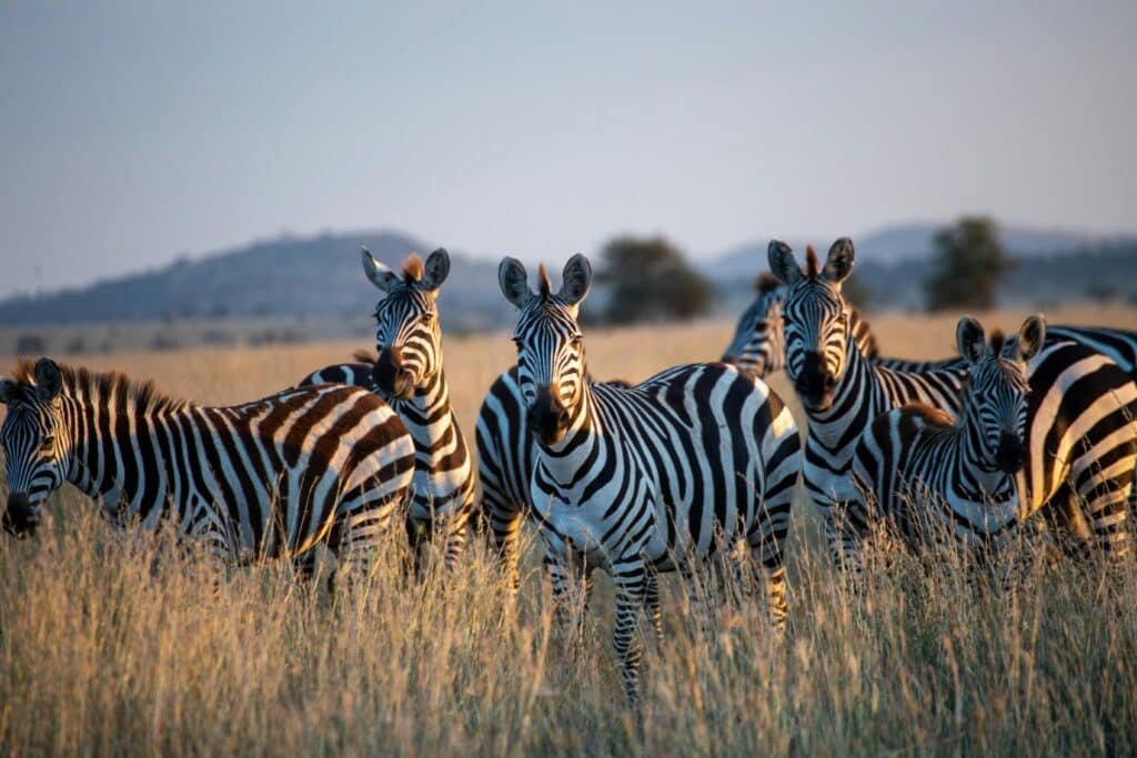 Zebras in Serengeti Safari Vacation in East Africa