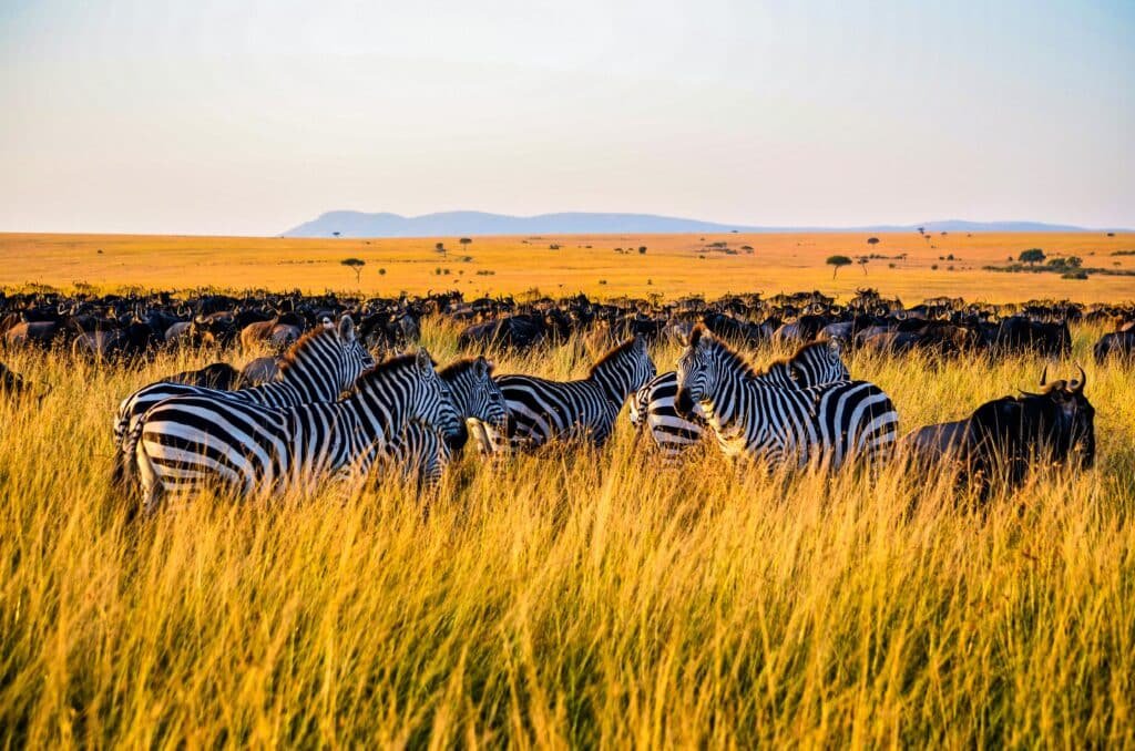 Classic Great Migration Safari