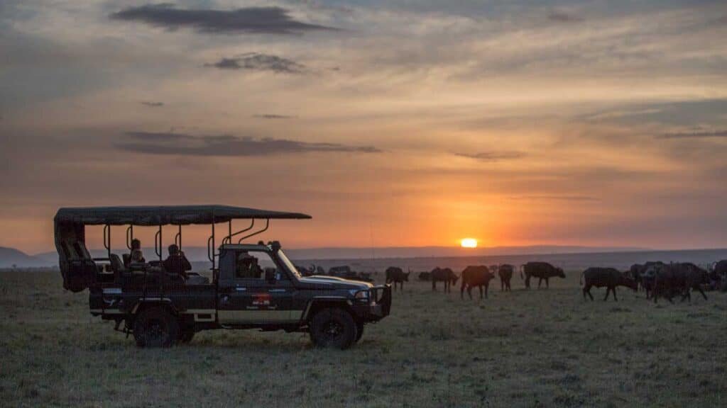 Elephant Pepper Camp game drive buffalo