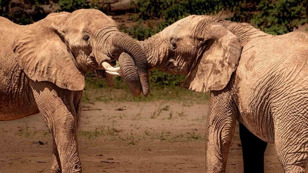 Elephants Playing in Samburu