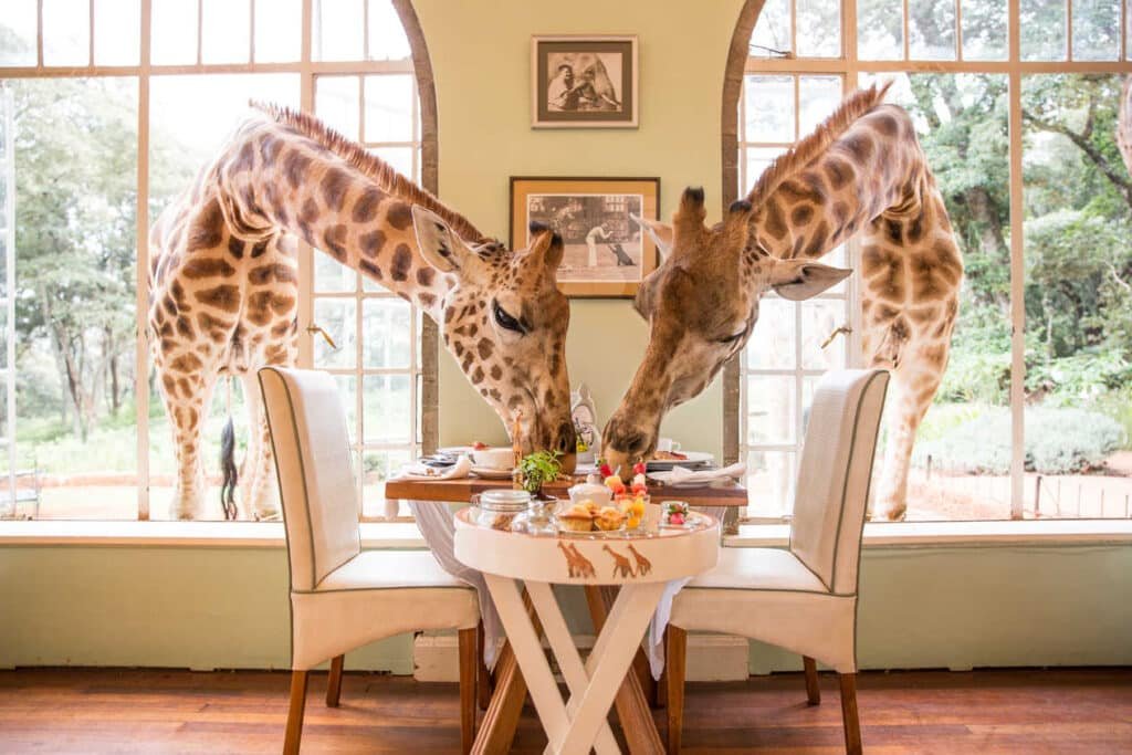 Giraffe Manor Giraffe Manor - Breakfast with Giiraffe