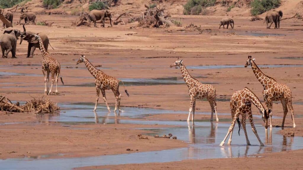 Giraffes in Samburu for Top Things to Do in Samburu