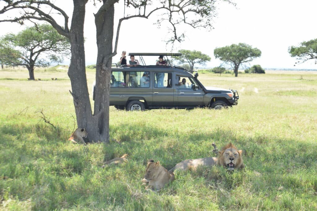Serengeti Game Drive
