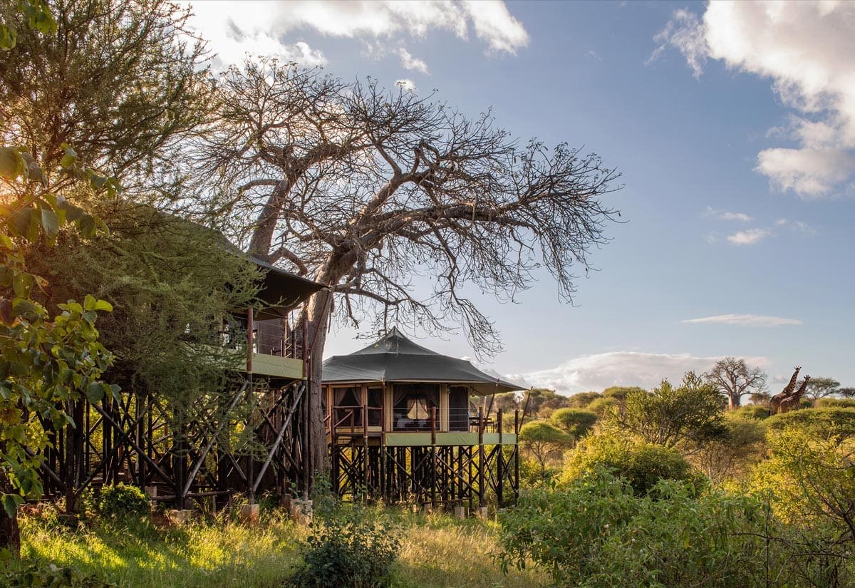 Tarangire Kuro Treetops Lodge 3