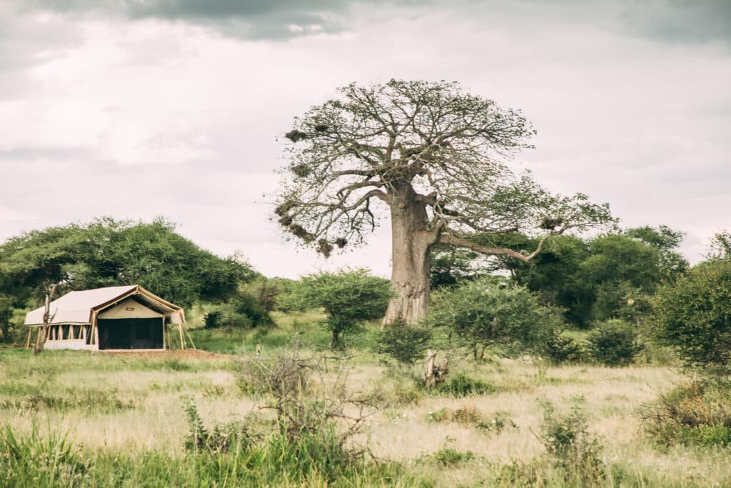 Tarangire Tortilis Camp 1