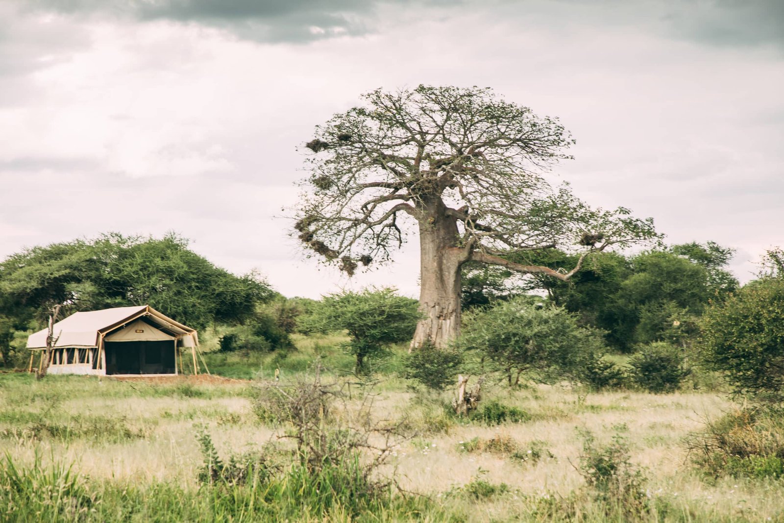 Tarangire Tortilis Camp 1