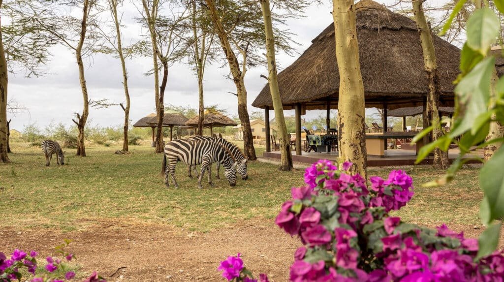 africa safari lake manyara7