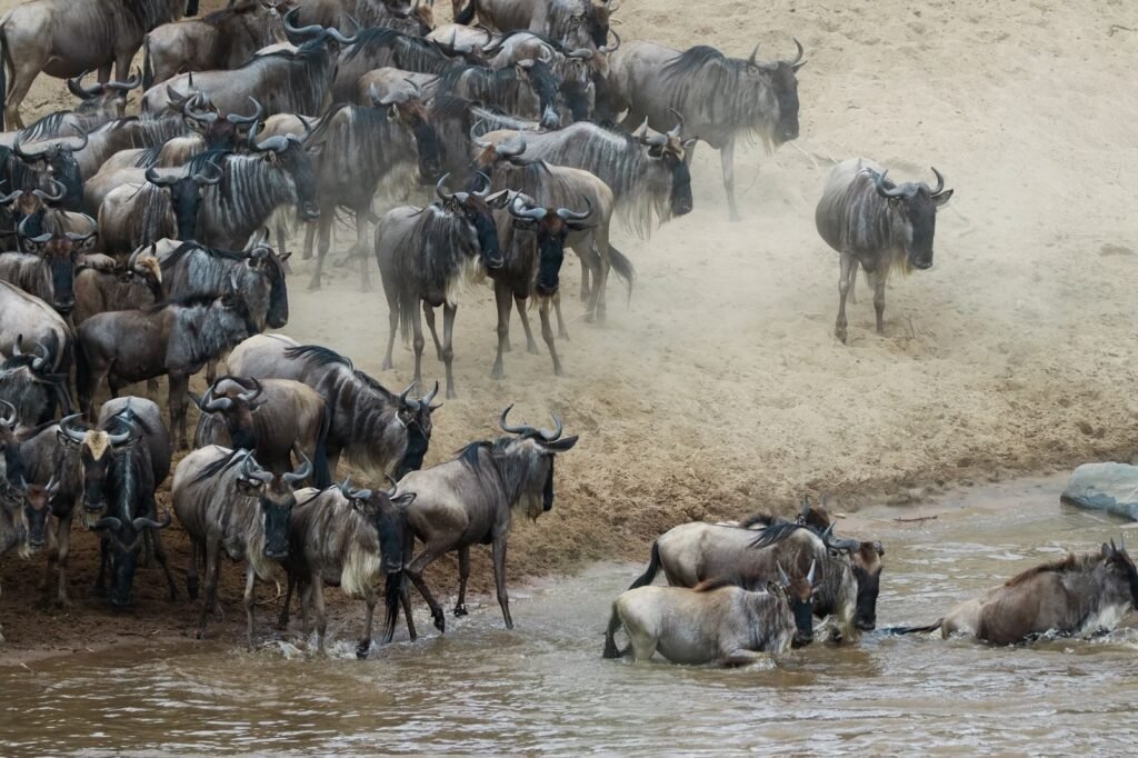 Great Wildebeest Migration