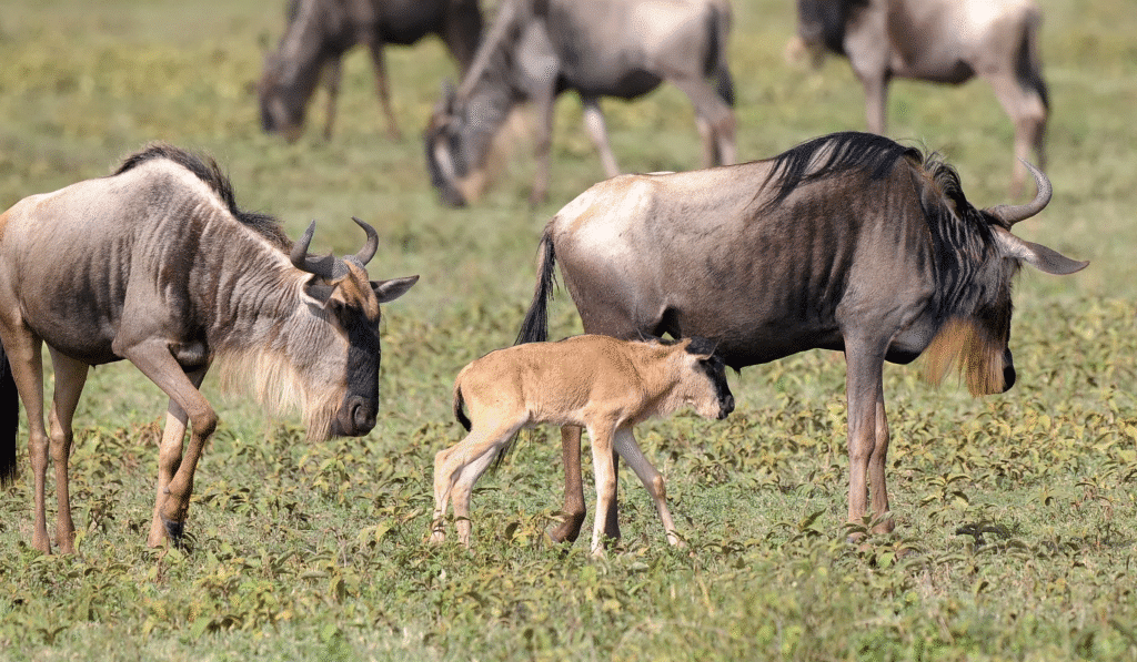 Ndutu Calving Season 1