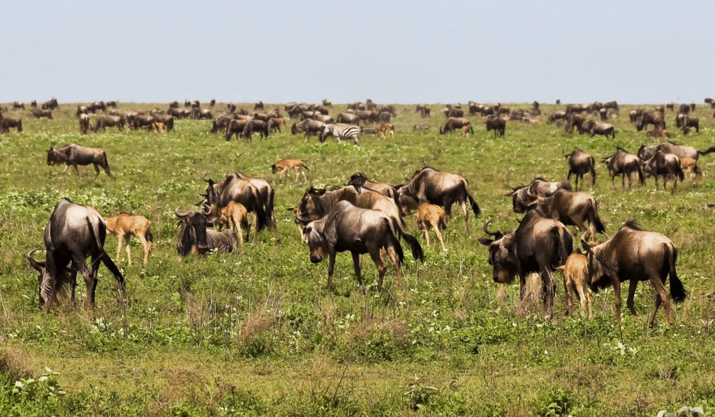 Ndutu Calving Season 2