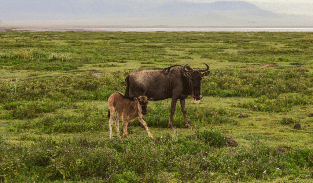Ndutu Calving Season 3