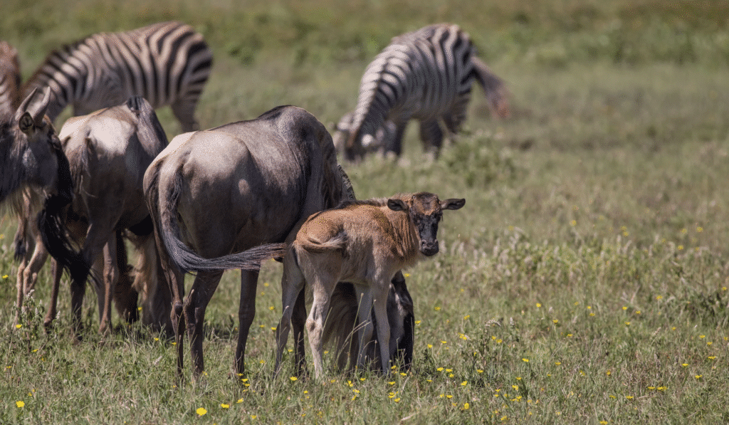 Ndutu Calving Season 4