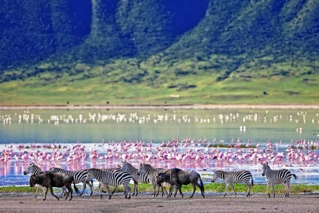 Ngorongoro Crater for Great Migration & Zanzibar Beach
