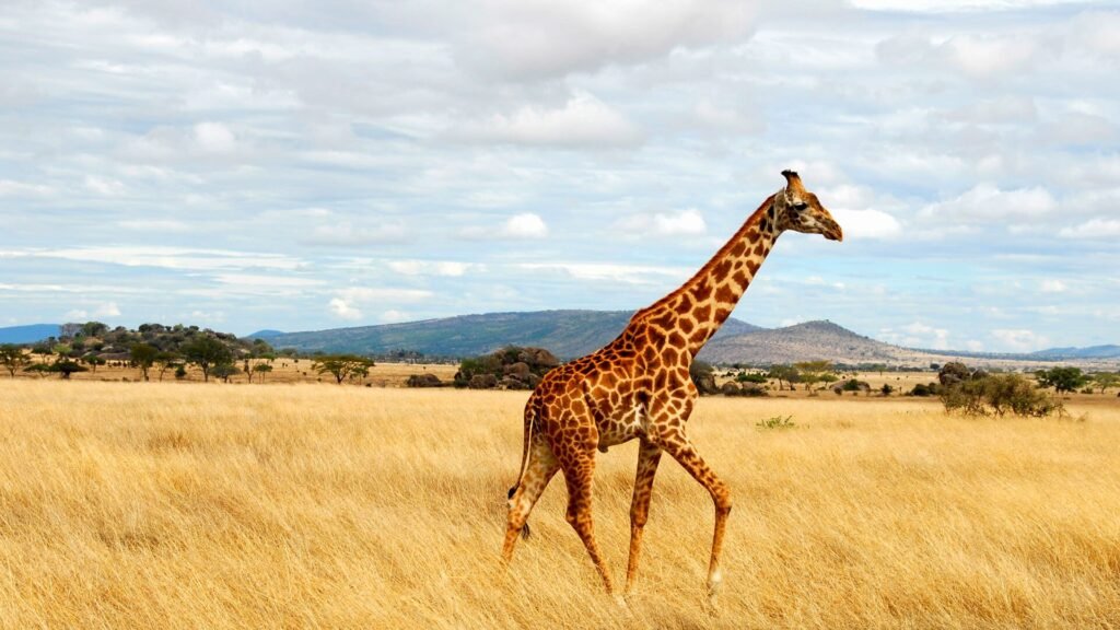 Serengeti Safari - Giraffe