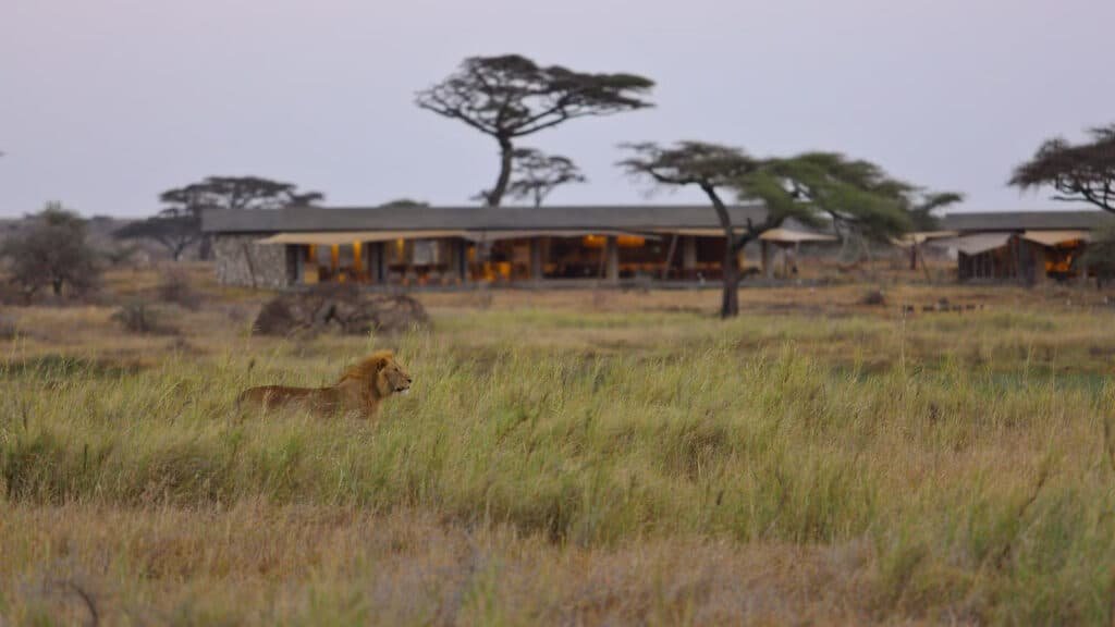 Tanzania Safari Experience - Lion at Namiri Camp