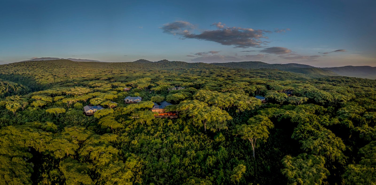 Ngorongoro Lion's Paw 4