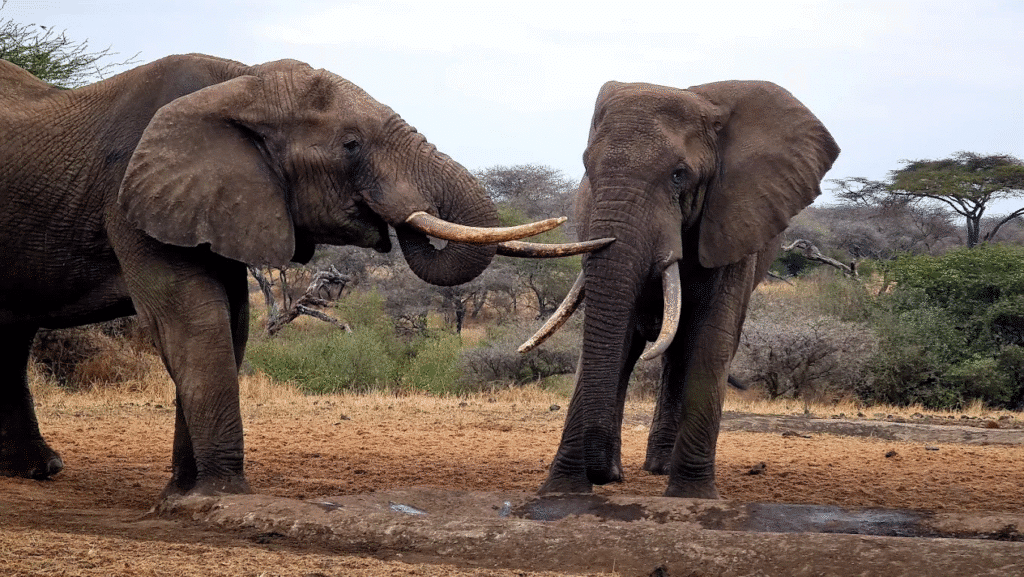 Chyulu Hills National Park 1