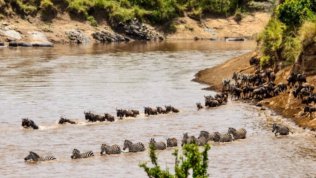 The Mara River