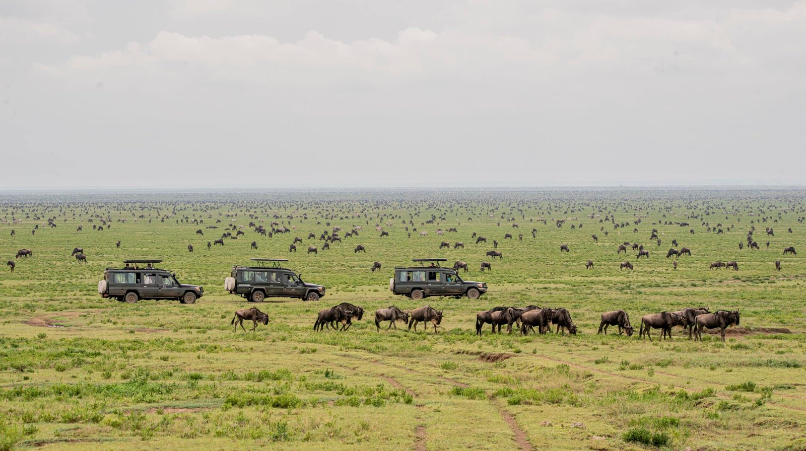 Best Time for An East African Safari