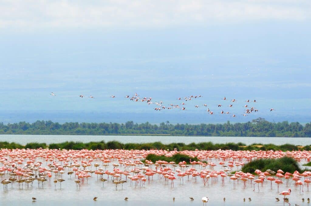 East Africa Safaris Flamingos in Lake Nakuru East Africa Safaris Flamingos in Lake Nakuru