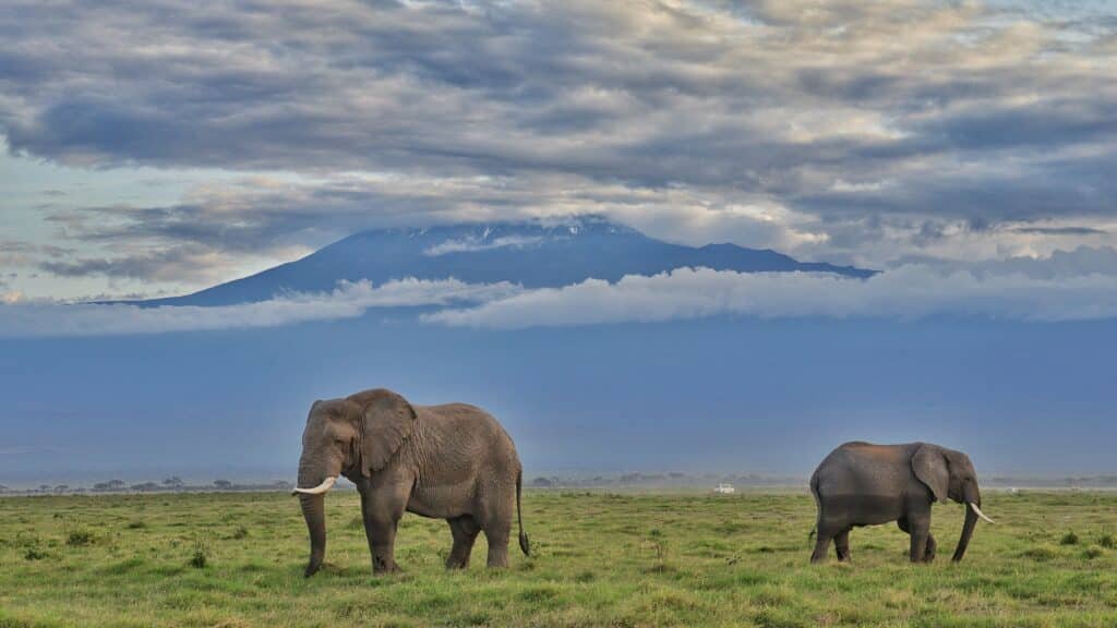 East Africa Safaris Kenya Safaris in Amboseli