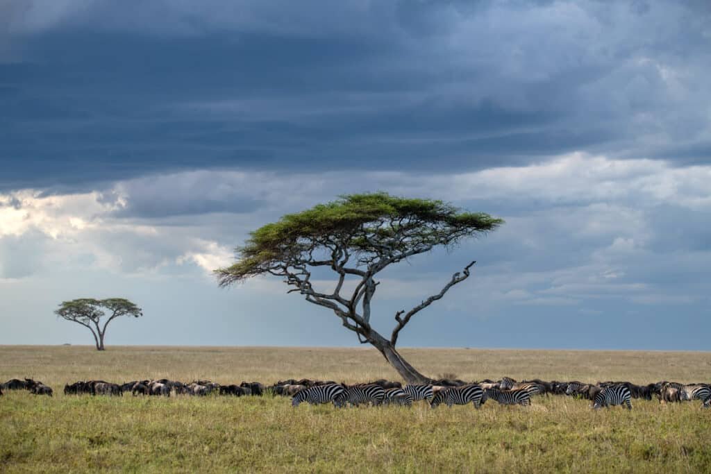 Serengeti Great Migration