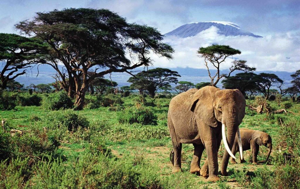 5 day Masai mara lake nakuru Amboseli National Park tour