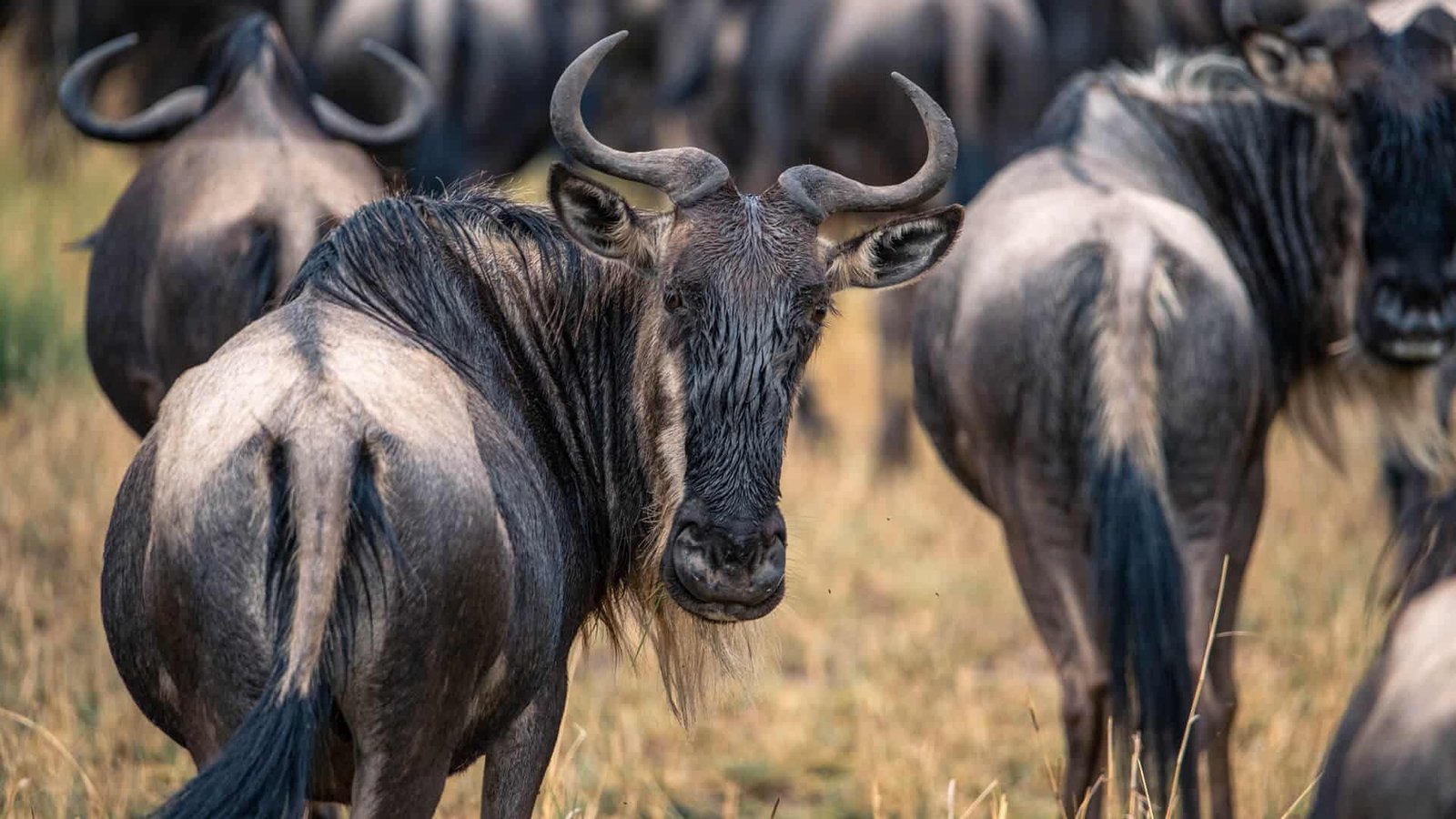 Great migration wildebeeest