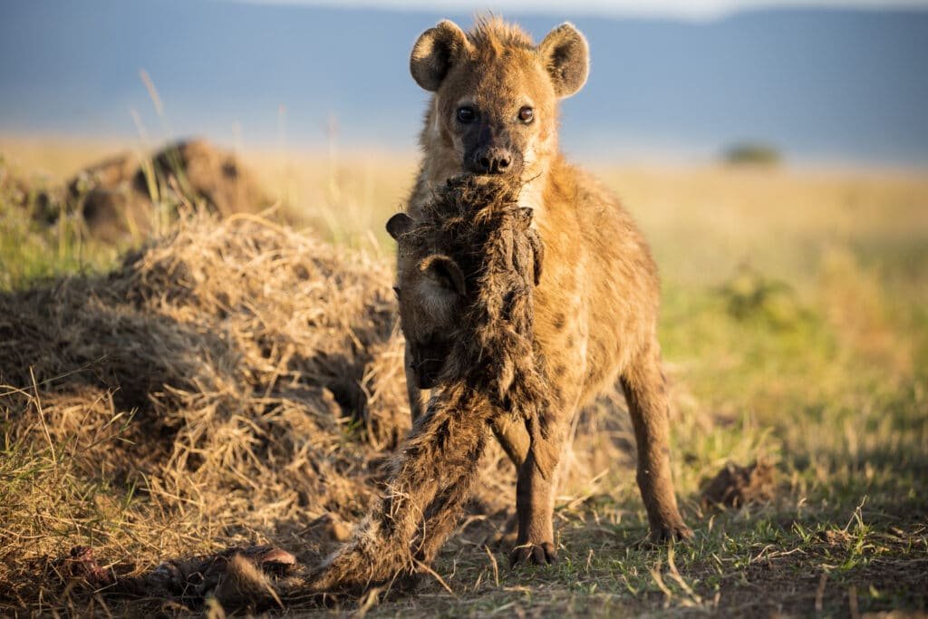 HERO EW 3237 k4beoq 1