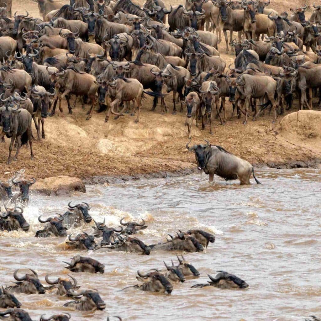 North Serengeti 2B Great Migration 28mara crossing29 compressed 1800x1800