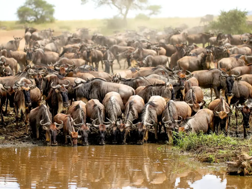 ONH Great Migration Crossing River Blog 1200x900 2023 C 1024x768