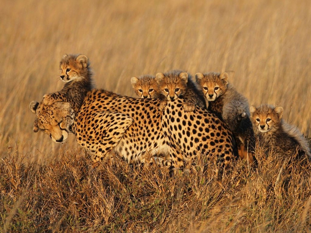 Serengeti Cheetah Project Asti and her five cubs 0000 Layer 1
