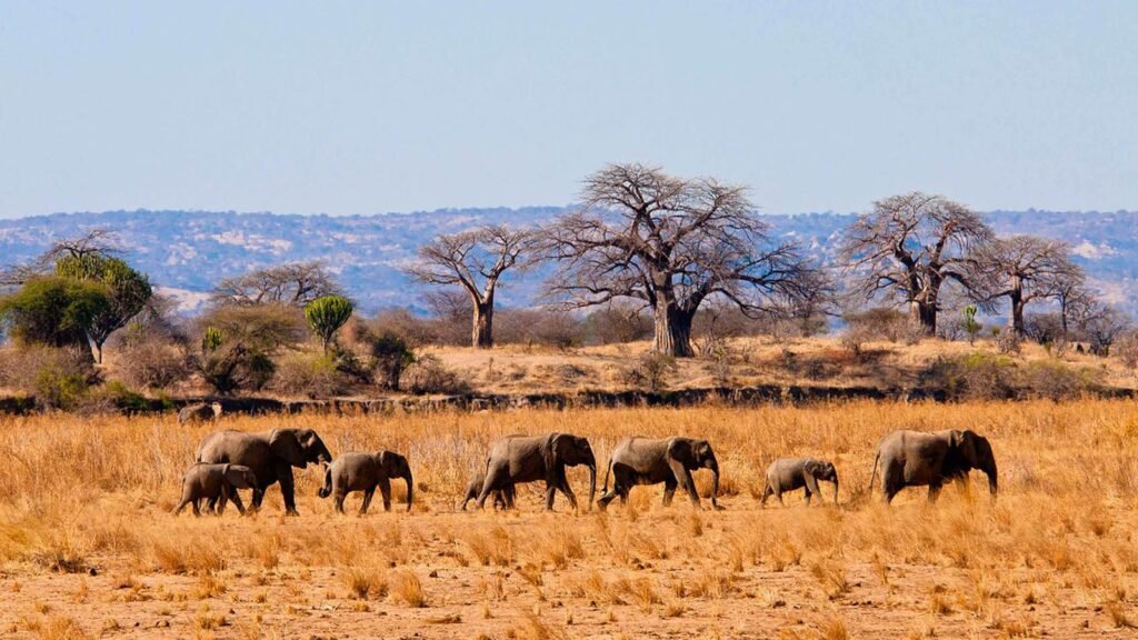 Tarangire National Park (2)
