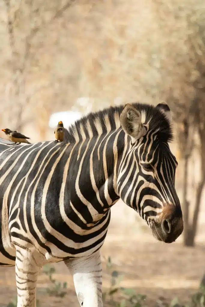 African Diurnal Safaris