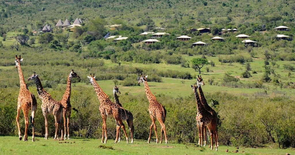 Mara Bushtops Scenery Mara Bushtops Scenery