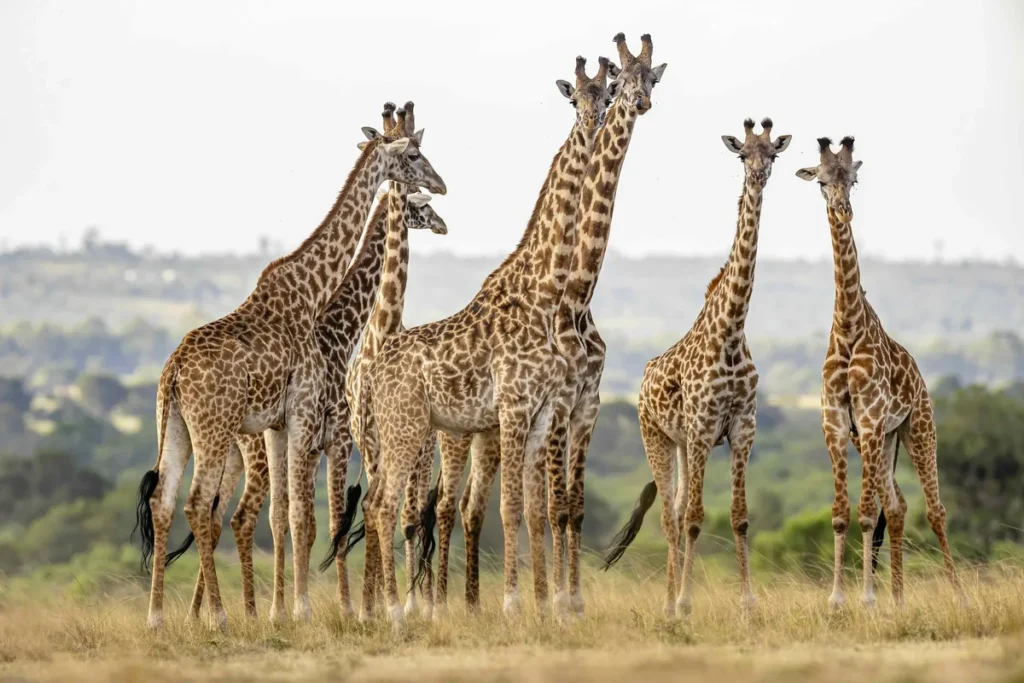 African Diurnal Safaris