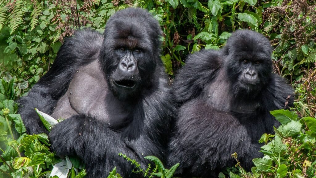 Magical Encounters with the Mountain Morillas of Bwindi