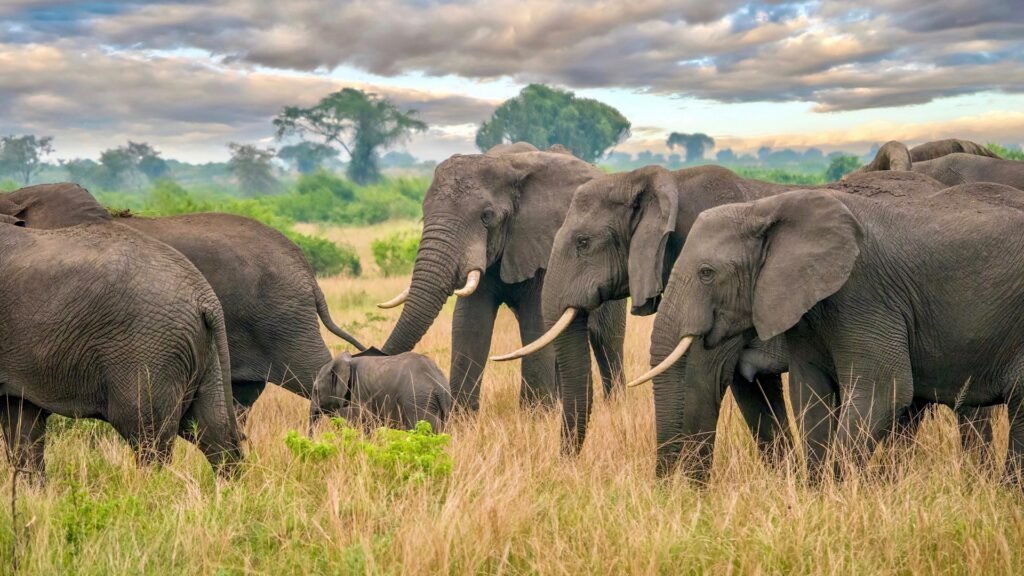 Uganda Elephant Herd Queen Elizabeth National Park